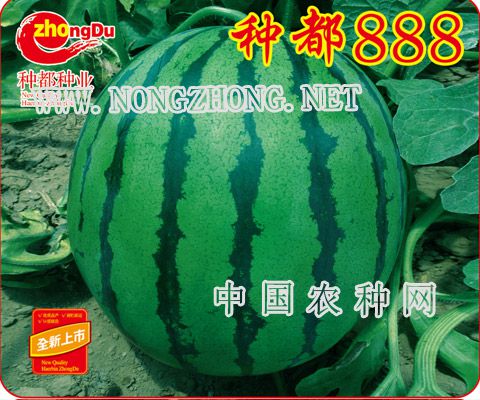 种都888